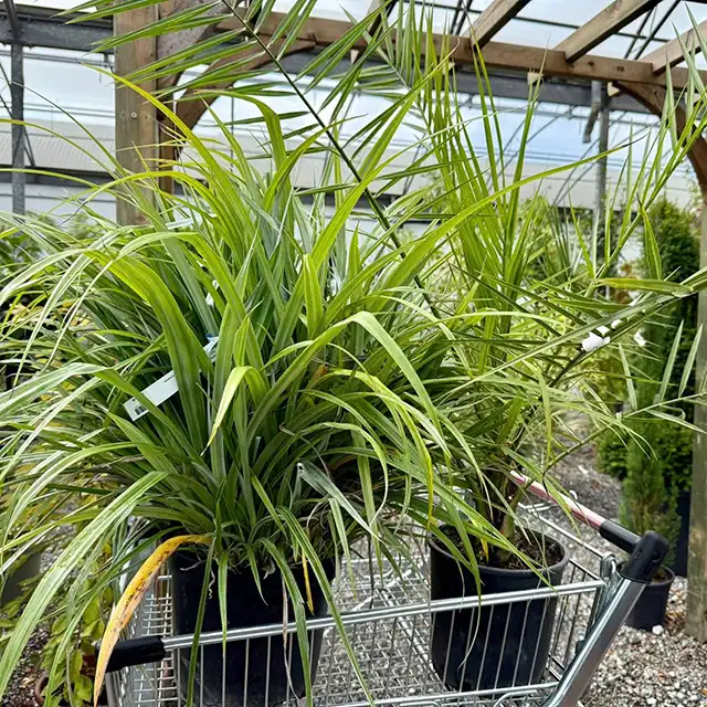 Image from Plants album