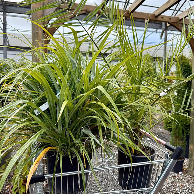 Plants