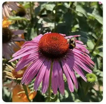 Image from Plants album