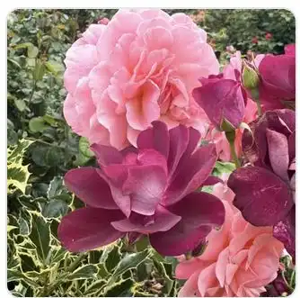 Image from Plants album