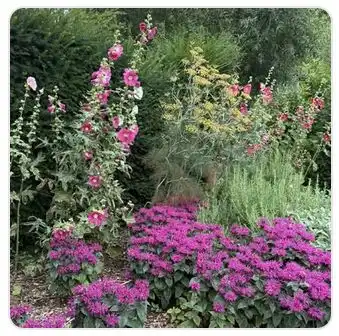 Image from Plants album