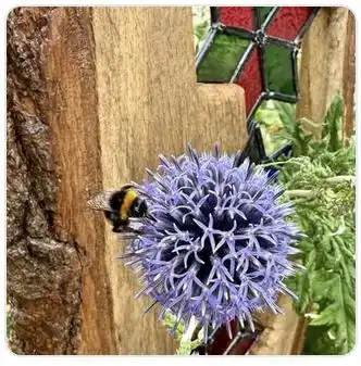 Image from Plants album