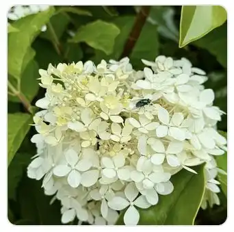 Image from Plants album