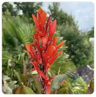 Image from Plants album