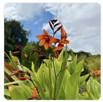 Image from Plants album
