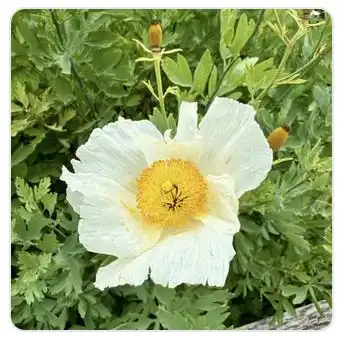 Image from Plants album