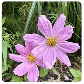 Image from Plants album