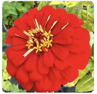 Image from Plants album