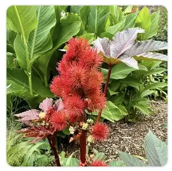 Image from Plants album