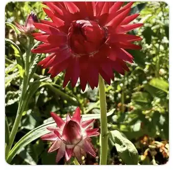 Image from Plants album