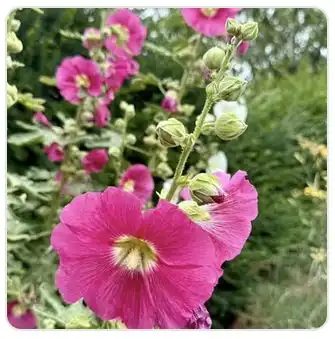 Image from Plants album
