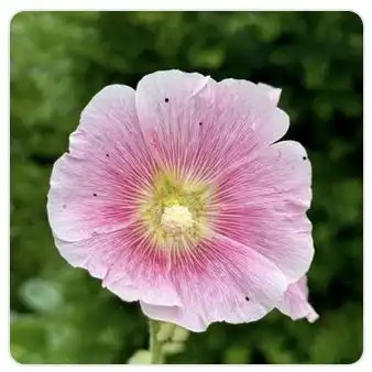 Image from Plants album