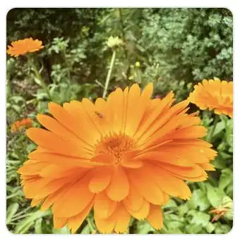 Image from Plants album