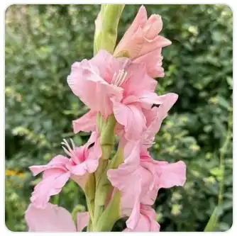 Image from Plants album