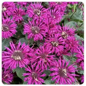 Image from Plants album