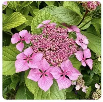 Image from Plants album