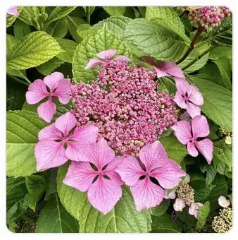 Image from Plants album