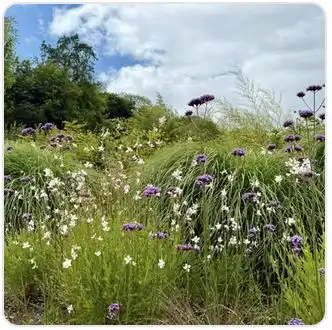 Image from Plants album