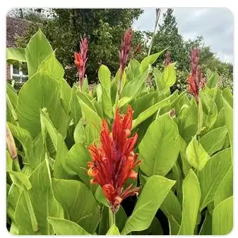 Image from Plants album