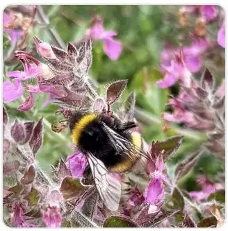 Image from Plants album