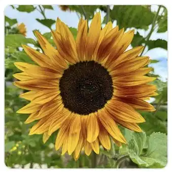 Image from Plants album