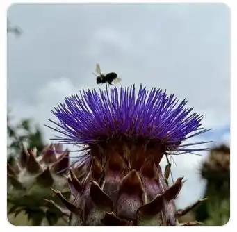 Image from Plants album