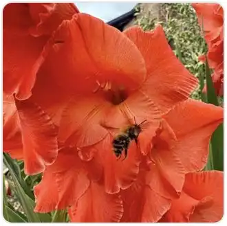 Image from Plants album