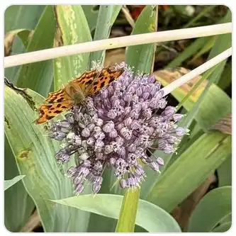 Image from Plants album