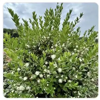 Image from Plants album