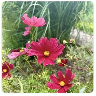 Image from Plants album