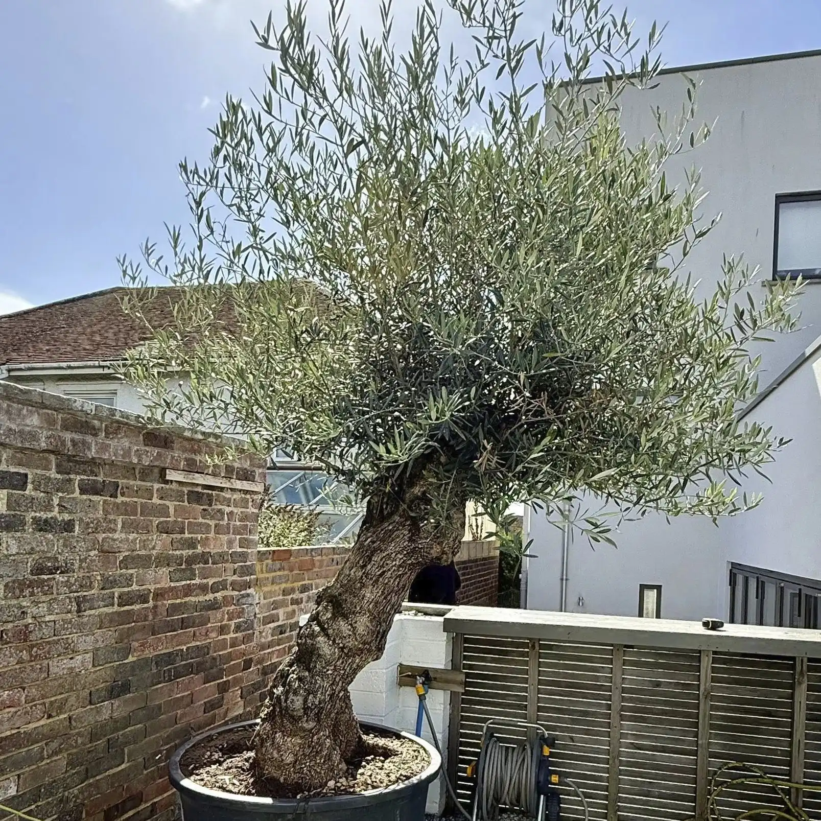 Image from Plants album