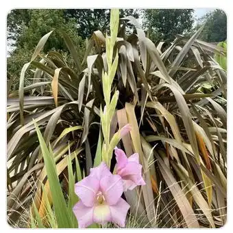 Image from Plants album