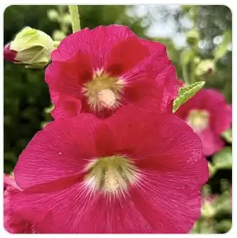 Image from Plants album