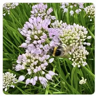 Image from Plants album