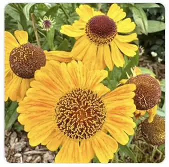 Image from Plants album