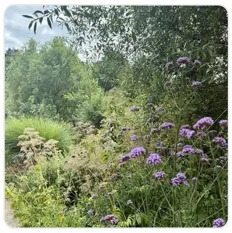Image from Plants album