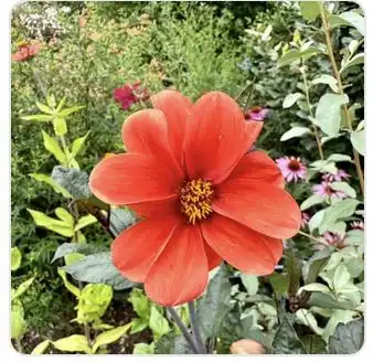 Image from Plants album